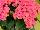 Ecke Ranch: Kalanchoe  'Forever Petal Pink' 