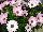 Ecke Ranch: Osteospermum  'Bicolor Pink Improved' 