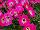 Ecke Ranch: Petunia  'Marshmallow Pink' 
