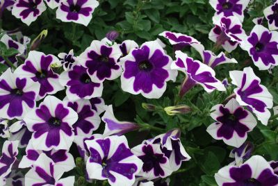 EuroAmerican: Cascadias™ Petunia Rim Violet 