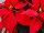 Ecke Ranch: Poinsettia  'Advent™ Red' 