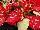 Ecke Ranch: Poinsettia  'Red Glitter™' 