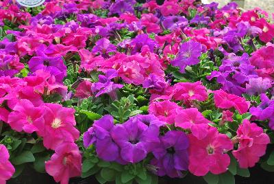 Limbo™ GP Petunia dwarf, natural genetic Heather's Mixtue 