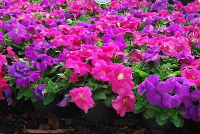 Hem Genetics BV: Limbo™ GP Petunia Heather's Mixtue 