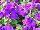 Limbo™ GP Petunia dwarf, natural genetic Mid Blue 