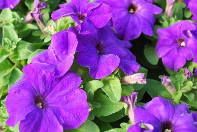 Petunia Limbo™ GP 'Mid Blue'