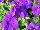 Limbo™ GP Petunia dwarf, natural genetic Mid Blue 