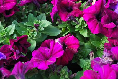 Limbo™ GP Petunia dwarf, natural genetic Burgundy 