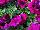 Limbo™ GP Petunia dwarf, natural genetic Burgundy 