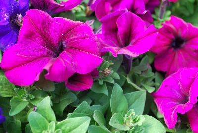 Limbo™ GP Petunia dwarf, natural genetic Burgundy 