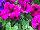 Limbo™ GP Petunia dwarf, natural genetic Burgundy 