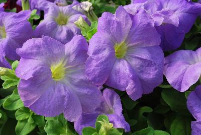 Limbo™ GP Petunia dwarf, natural genetic Sky Blue 