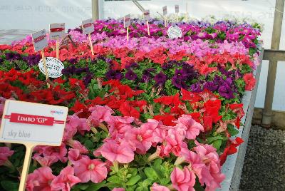  Limbo™ GP Petunia dwarf, natural genetic : New from HEM Genetics, Spring Trials 2016:  The next generation genetic dwarf petunias are indicated by the characters “GP” which stands for Garden performance.  Compared to the first generation genetic dwarf petunias, the GPs perform exactly the same for the greenhouse grower with compact habit for ease of culture without PGRs.  The difference in garden performance is noticeable to consumers because they show more growth vigor, resulting in a more robust plant habit with an even better performance in containers, beds, and the landscape.  Better branching and reduced leaf development provides better airflow which reduces the risk of disease, especially botrytis.  Limbo™ petunias are perfect for high-density pack production, containers and hanging baskets.  In addition to three new colors: 'Burgundy', 'Sky Blue' and 'Mid Blue', we have added a new 'Heather's Mix' which was created by Heather-Will Browne at Walt Disney World Horticulture for use in their parks.  Because she is well respected for her knowledge of the effective use of color combinations in the landscape, we have named this mixture as a tribute to her.