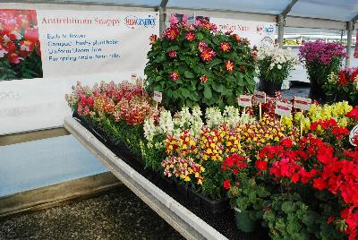 Seen @ Spring Trials 2016.: From HEM Genetics, Spring Trials 2016:  the Snappy™ Series of Antirrhinum which are early to flower with a compact, bushy habit.  Uniform bloom time, excellent for spring and autumn sales