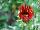 Enorma™ Gazania rigens Red with Ring 