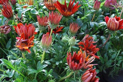 Gazania Enorma™ 'Red with Ring'