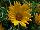 Enorma™ Gazania rigens Yellow 