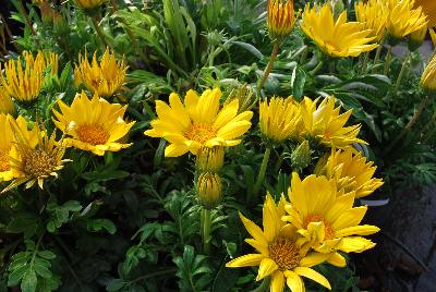 Gazania Enorma™ 'Yellow'