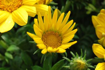 Gazania Enorma™ 'Yellow'