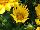 Enorma™ Gazania rigens Yellow 