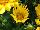 Enorma™ Gazania rigens Yellow 