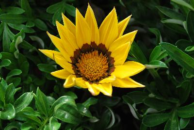 Gazania Enorma™ 'Yellow with Ring'