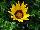 Enorma™ Gazania rigens Yellow with Ring 