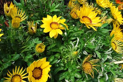 Gazania Enorma™ 'Yellow with Ring'