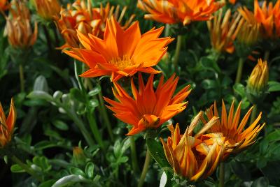 Gazania Enorma™ 'Orange'