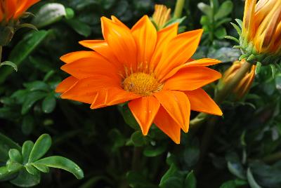 Gazania Enorma™ 'Orange'