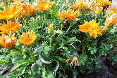 Gazania Enorma™ 'Orange'