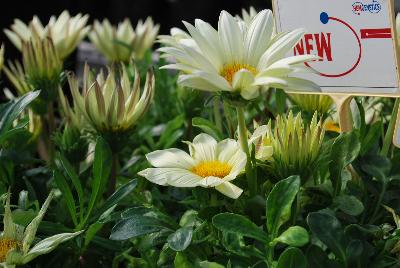 Gazania Enorma™ 'Vanilla'