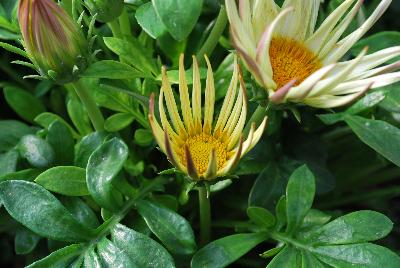 Gazania Enorma™ 'Vanilla'