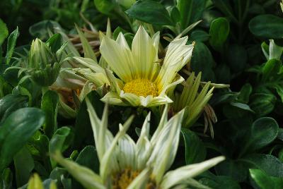 Gazania Enorma™ 'Vanilla'