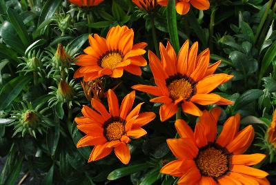 Gazania Enorma™ 'Orange with Ring'