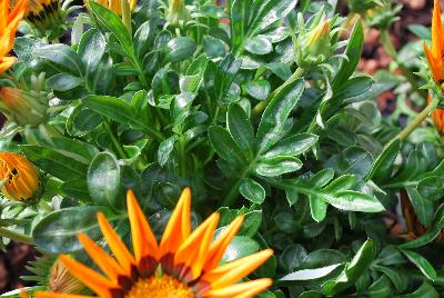 Gazania Enorma™ 'Orange with Ring'