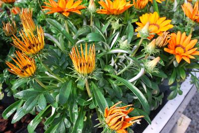 Gazania Enorma™ 'Orange with Ring'