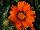 Enorma™ Gazania rigens Orange with Ring 