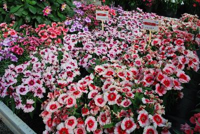 Seen @ Spring Trials 2016.: On display @ HEM Genetics, Spring Trials 2016:  Diana™ Dianthus 'Purple Centered White' and 'Red Centered White' among others in the series, offering a bed of vibrant colors.