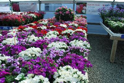 Seen @ Spring Trials 2016.: On display @ HEM Genetics, Spring Trials 2016:  Diana™ Dianthus 'Purple Centered White' and 'Red Centered White' among others in the series, offering a bed of vibrant early flowering colors with a compact habit and large flowers providing excellent garden performance.