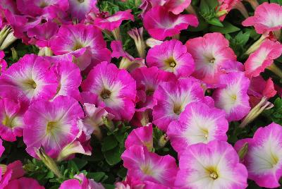 Petunia Mambo™ GP 'Rose Morn'