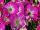 Mambo™ GP Petunia dwarf, multiflora, F1 Rose Morn 
