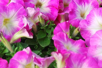 Hem Genetics BV: Mambo™ GP Petunia Rose Morn 