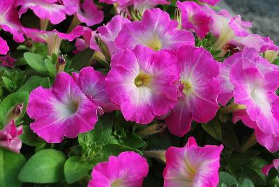 Hem Genetics BV: Mambo™ GP Petunia Rose Morn 