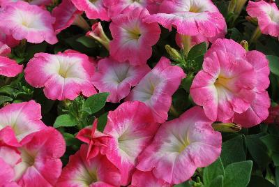 Petunia Mambo™ GP 'Rose Morn'