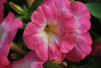 Hem Genetics BV: Mambo™ GP Petunia Rose Morn 