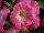 Mambo™ GP Petunia dwarf, multiflora, F1 Rose Morn 