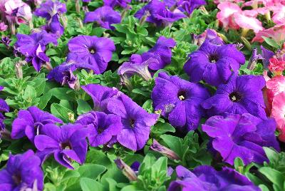 Hem Genetics BV: Mambo™ GP Petunia Mid Blue 