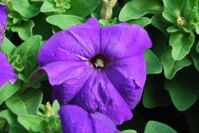 Hem Genetics BV: Mambo™ GP Petunia Mid Blue 