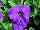 Mambo™ GP Petunia dwarf, multiflora, F1 Mid Blue 